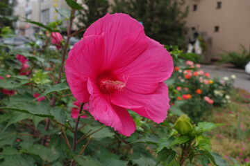 Large vibrant pink flower of Hibiscus moscheutos in August