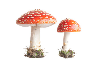 Two Amanita Muscaria Mushrooms Isolated On A White Background, PNG Transparent