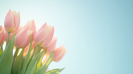 Fototapeta premium Soft Pink Tulips Against Clear Blue Sky Serene Springtime Bloom