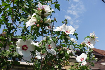 Blue sky and white crimsoneyed flowers of Hibiscus syriacus in July