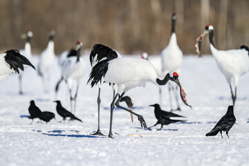 Red-Crowned Cranes Feeding Fish in Snowy Habitat, Kushiro, Japan
