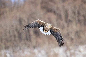 White-tailed Eagle Flying Directly Towards the Camera, Hokkaido, Japan