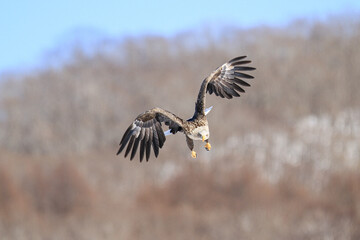 White-tailed Eagle Flying Directly Towards the Camera, Hokkaido, Japan