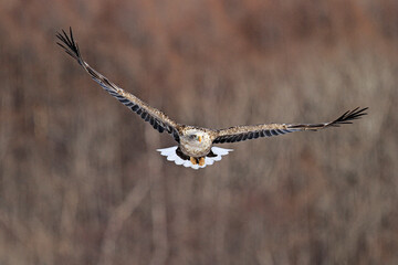 White-tailed Eagle Flying Directly Towards the Camera, Hokkaido, Japan