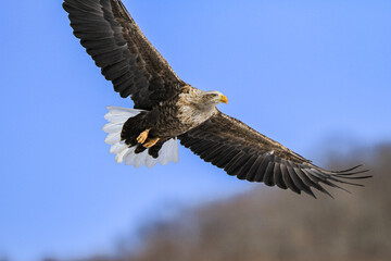 White-tailed Eagle Soaring in a Clear Blue Sky, Hokkaido, Japan