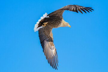 White-tailed Eagle Soaring in a Clear Blue Sky, Hokkaido, Japan