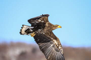 White-tailed Eagle Soaring in a Clear Blue Sky, Hokkaido, Japan