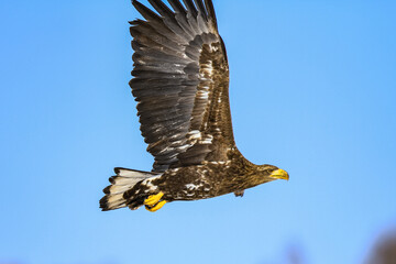 White-tailed Eagle Soaring in a Clear Blue Sky, Hokkaido, Japan