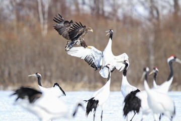 White-tailed Eagle Fighting Red-crowned Cranes