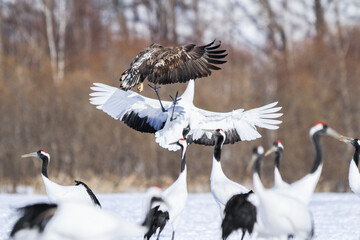 White-tailed Eagle Fighting Red-crowned Cranes