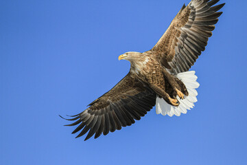 White-tailed Eagle Soaring in a Clear Blue Sky, Hokkaido, Japan