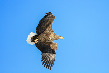 White-tailed Eagle Soaring in a Clear Blue Sky, Hokkaido, Japan
