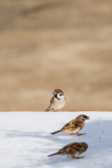 冬も元気に餌場に集まるスズメ
