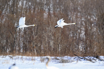 Whooper Swans in Winter Flight, Kushiro, Hokkaido, Japan