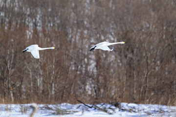 Whooper Swans in Winter Flight, Kushiro, Hokkaido, Japan