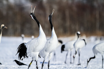 Red-Crowned Cranes Calling in Snowy Kushiro, Hokkaido, Japan