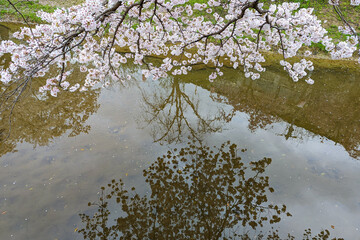 桜の花と水面に映る姿