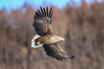 White-Tailed Sea Eagle Soaring Gracefully in Flight, Kushiro, Hokkaido, Japan