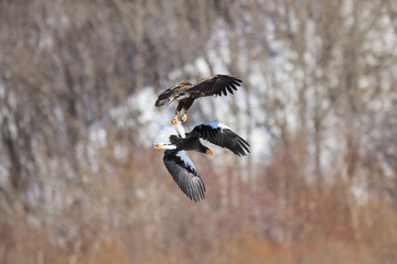 Eagles Engaged in Fierce Battle: Stella's Sea Eagle Fighting White-Tailed Eagle in 