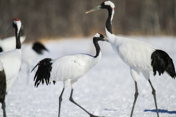 Red-Crowned Cranes in Winter Habitat, Kushiro, Japan