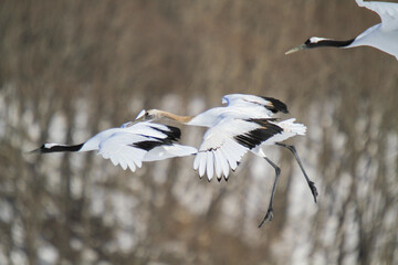 Red-crowned Cranes Taking Flight in Winter Air, Hokkaido, Japan