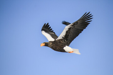 Steller's Sea Eagle Soaring in a Clear Blue Sky