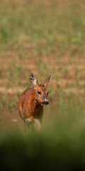 Young deer in a grassy field, captured in natural daylight, showcasing natural wildlife beauty.
