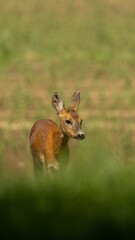 Young deer standing in a field with green grass, captured in soft sunlight.