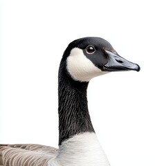Obraz premium Canada Goose Set Apart for Wildlife Projects on a Transparent Background