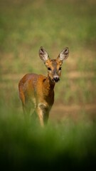 Young deer stands in a sunlit meadow, surrounded by lush green grass, with soft focus.