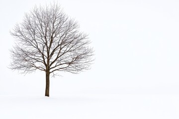 Fototapeta premium An impressive solitary black walnut tree against a white backdrop, ideal for nature conservation campaigns and biophilic design projects.