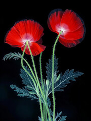 Abstract Red poppy flower isolated on black. 300dpi