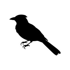 Jay bird silhouette vector illustration design on white background.