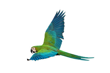 Chest Gold Macaw parrot flying isolated on transparent background png file