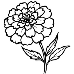 marigold ,white background