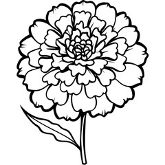 marigold ,white background