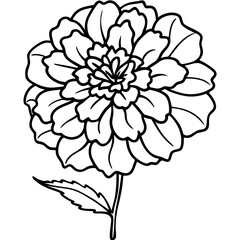 marigold ,white background