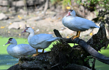 Domestic muscovy duck
