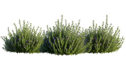 rosemary, (Salvia rosmarinus, Rosmarinus officinalis) plant set frontal bush herbaceous perennial plant isolated png on a transparent background perfectly cutout