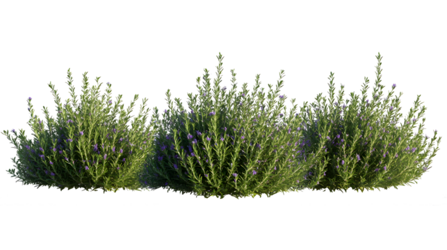 rosemary, (Salvia rosmarinus, Rosmarinus officinalis) plant set frontal bush herbaceous perennial plant isolated png on a transparent background perfectly cutout