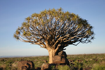 Quiver trees in Namibia