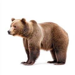 Fototapeta premium A solitary brown bear on a clear background, perfect for wildlife-themed digital designs, educational illustrations, and nature projects.