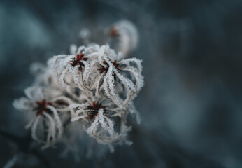 Waldrebe (Clematis vitalba) an einem frostigen Wintertag