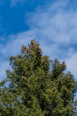 Karachay-Cherkessia. Dombay. At foot of mountains, pine and spruce forests grow on steep cliffs. Majestic spruce rises against blue sky. Sunny day. Autumn 2024.