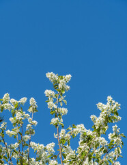 Close-up of white flowers on branches of Amelanchier canadensis, rowan, mountain ash or juntree against blue spring sky. Selective focus. Nature concept for natural design