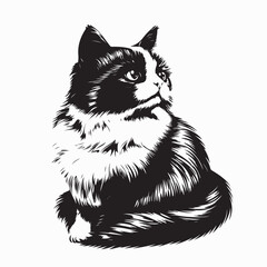 Black and white Ragdoll Cat Full Body image vector isolated on white background.