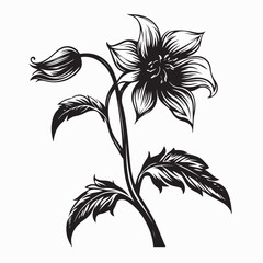 Bellflower Vector Image. Black and white Vector Illustration Bellflower.