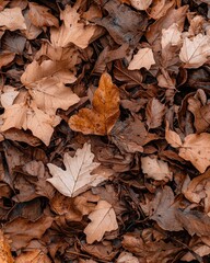 Fallen leaves in autumn forest nature photography serene environment