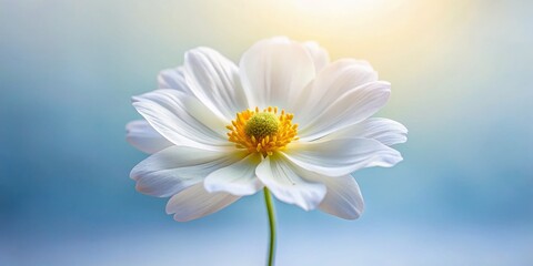 Close-Up Minimalist White and Yellow Flower Bloom Macro Photography