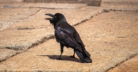 crow in the Palace Museum,